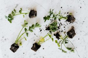 plants
